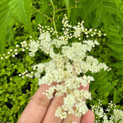 Sorbaria Sorbifolia, Fiederspiere, Blühende Sträucher Winterhart Winterharte Für Garten Exotische Blumensamen 200Samen