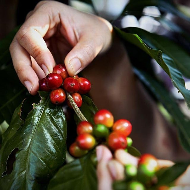 Ganze Kaffeebohnen 100% Arabica de l'Éthiopie – 1 kg – Geröstet naturel – Mittlere Intensität – Fruchtige & Zitrusnoten – Premium-Qualität aus Oromia – Idéal pour Espresso & Moka