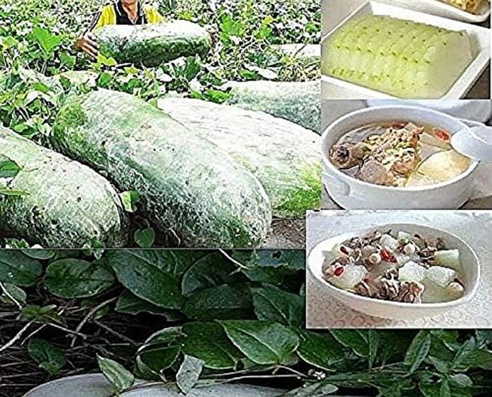 Stk - 10X Riesen Melonen Obst Pflanzen - Samen A73 -