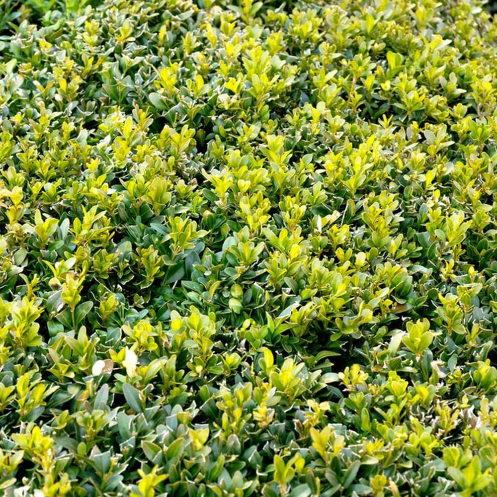 Buchsamen - Balkon Winterhart Hochbeete Für Garten 20Pcs