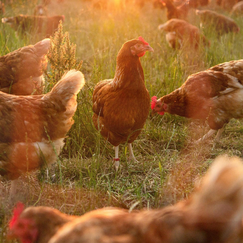 Ida Plus - GoldenEgg 200 ml - Brucheier & Federfressen réduits - Federwachstum & Federkleid - Wichtige Mineralien & Vitamine für Hühner - Beste Eierqualität bei Ihrer Hühnerhaltung