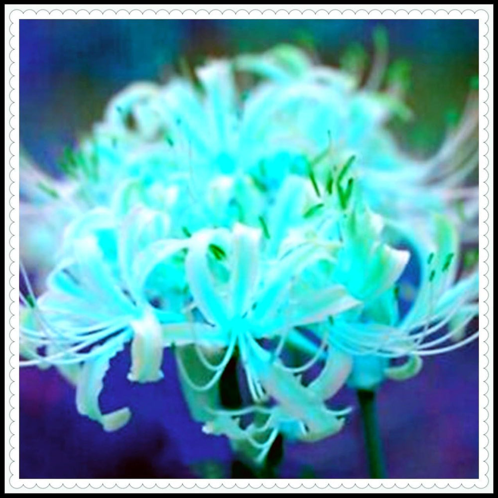 Mélange de bulbes de fleurs, ampoule magique mystère, plantation rustique, bulbe de fleurs vivaces résistant à l’hiver, bulbes rustiques - 3 bulbes d’orchidées