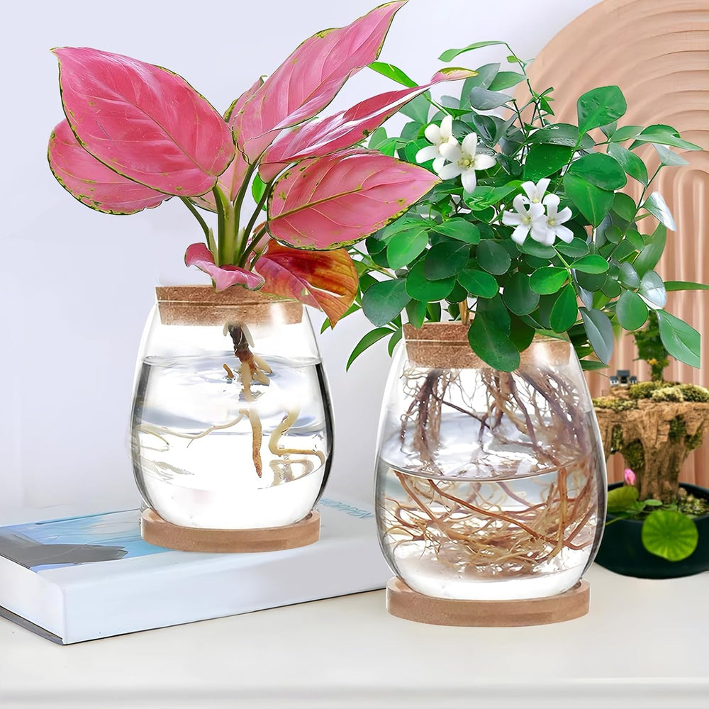 Station de culture de plantes hydroponiques 12x11 cm Vase de graines d'avocat Jardinière en verre Vase en verre hydroponique pour plantes aquatiques ou fleurs Décor de table de bureau 2 pièces