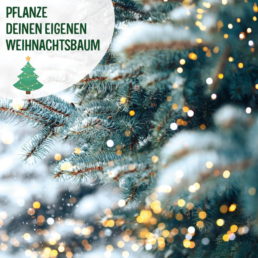 Sapin de Noël 2030 - Graines d'arbre de Noël Nordmann pour planter un sapin de Noël, idéales comme cadeau de Noël Secret Santa