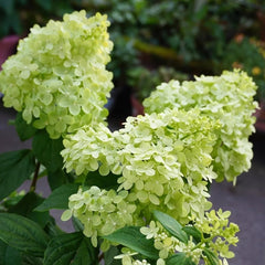 Rispenhortensie, Rispenhortensien Wildblumen Exotische Blumenbeet Hortensien Immergrüne Sträucher Winterhart Blühend Gartenblumen Balkonpflanzen Bodendecker Blumensamen Mehrjährig 250Samen