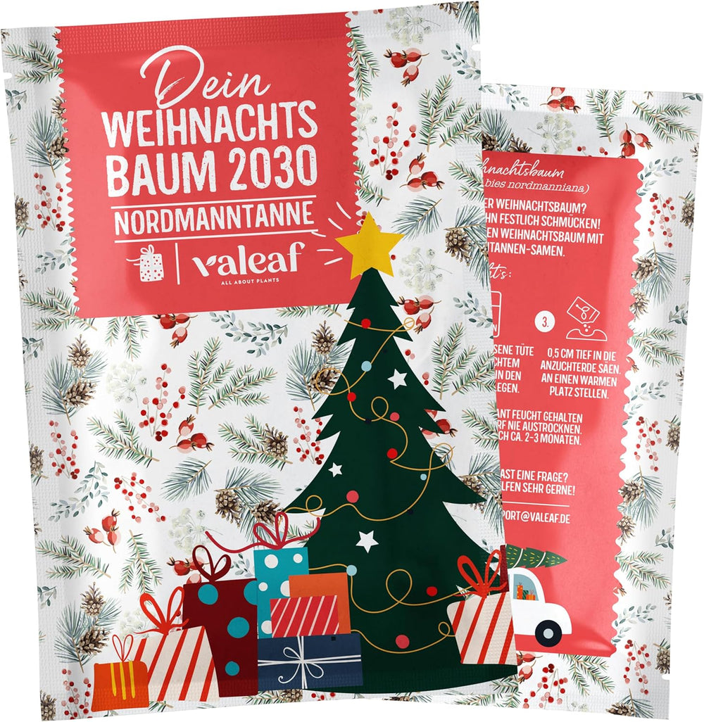 Sapin de Noël 2030 - Graines d'arbre de Noël Nordmann pour planter un sapin de Noël, idéales comme cadeau de Noël Secret Santa