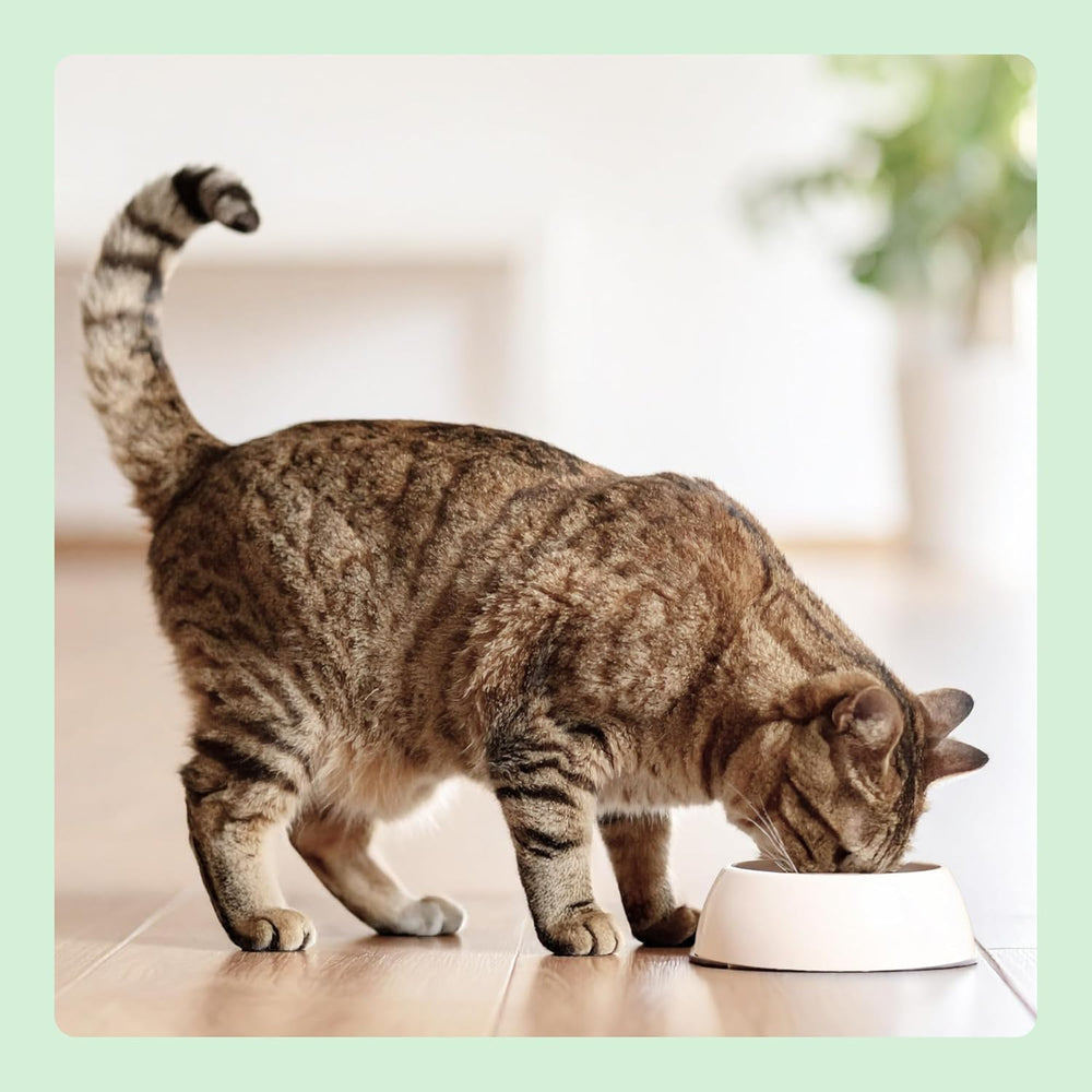 Hrană umedă pentru pisici fără cereale de la Amazon, la conservă, bucăți de pui în jeleu, 12 x 405 g