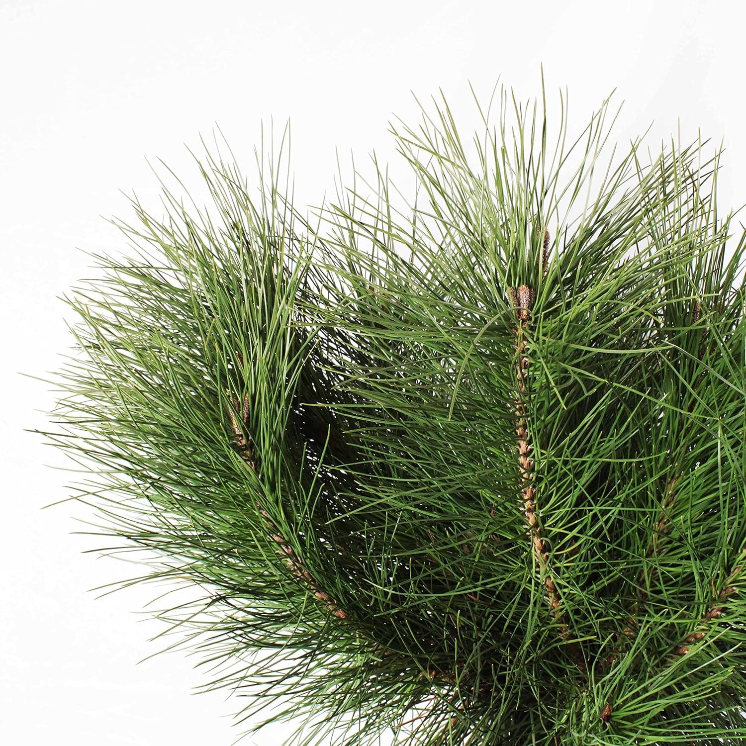 KENTIS - Pinus Pinea - Kiefernpflanze - Kiefer Baum - Winterharte Pflanzen Für Garten - Gartenpflanzen - Hoch 125-150 Cm Topf Ø 30 Cm
