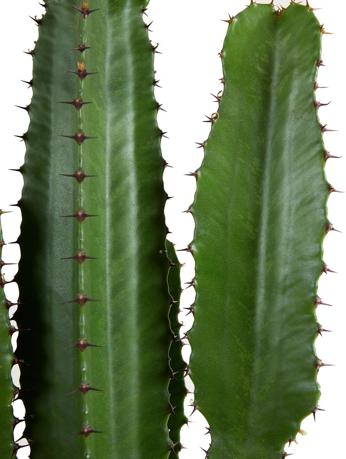 Bloomique - Euphorbia Acrurensis - Cowboy Kaktus - Sukkulenten - Zimmerpflanzen - Sehr Pflegeleicht - Höhe 80-100 Cm - Topf 24 Cm