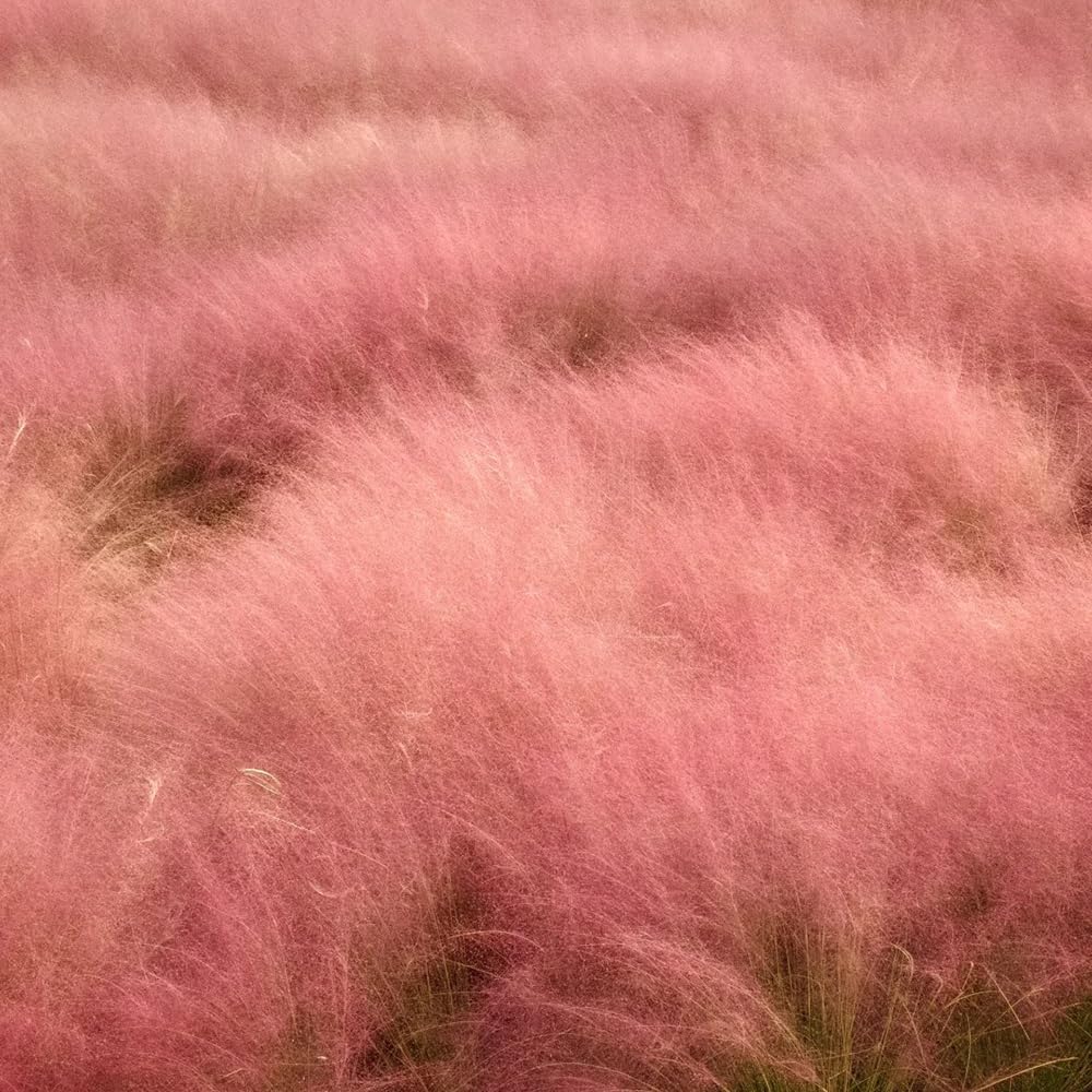 Muhlenbergia Capillaris, Ziergras Balkonpflanzen Winterhart, Hochbeet Topfpflanzen Draußen Winterhart Herbst Deko 400Samen