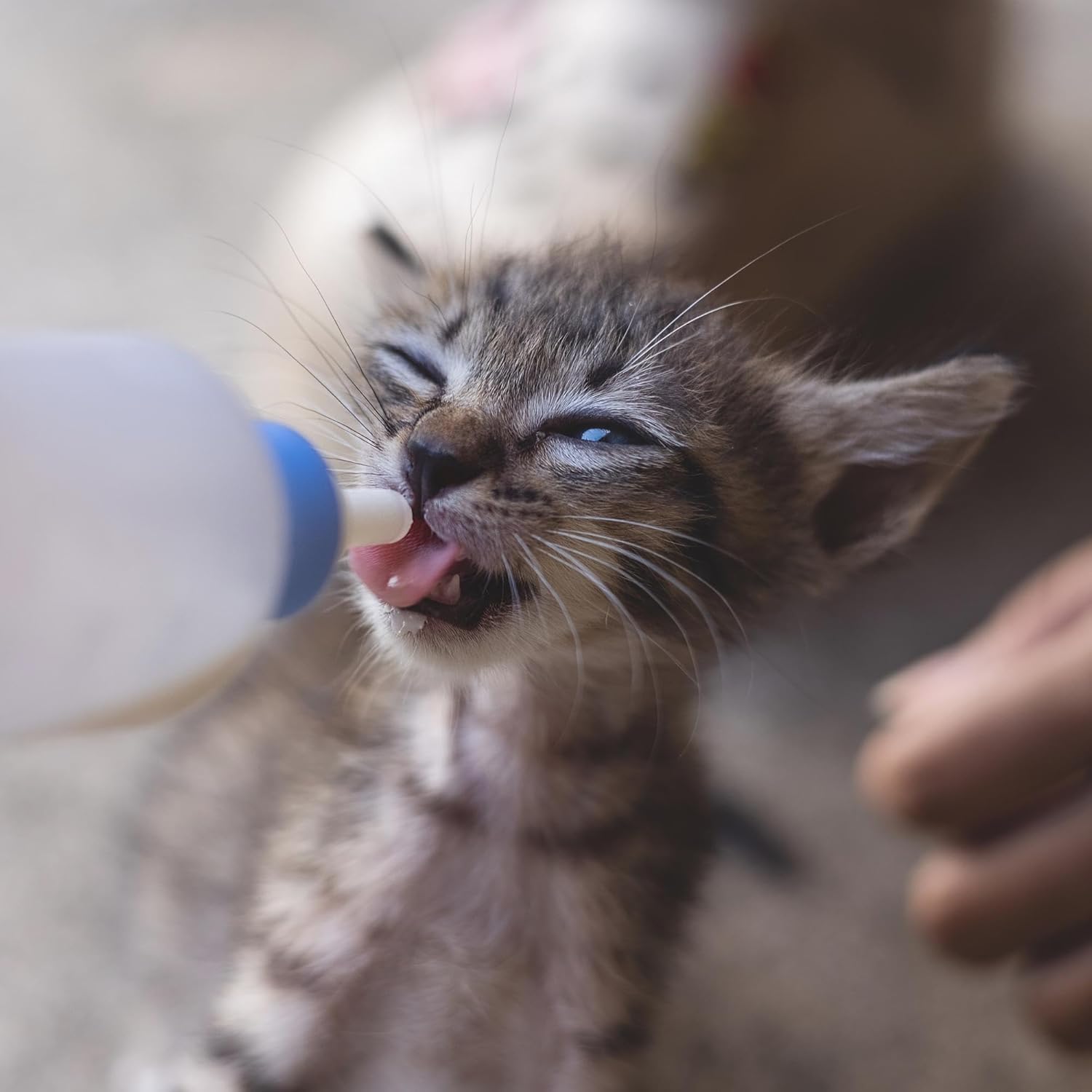 Lait en poudre de chèvre Foozia Pure - Sans additifs pour les humains et les animaux