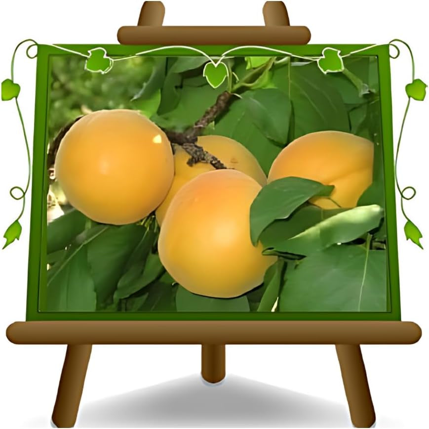 Aprikosenbaum Bulida Obstbaum Im Topf 26 Cm Höhe Ca. 180 Cm – Alter 4 Jahre - Italienische Gärtnerei