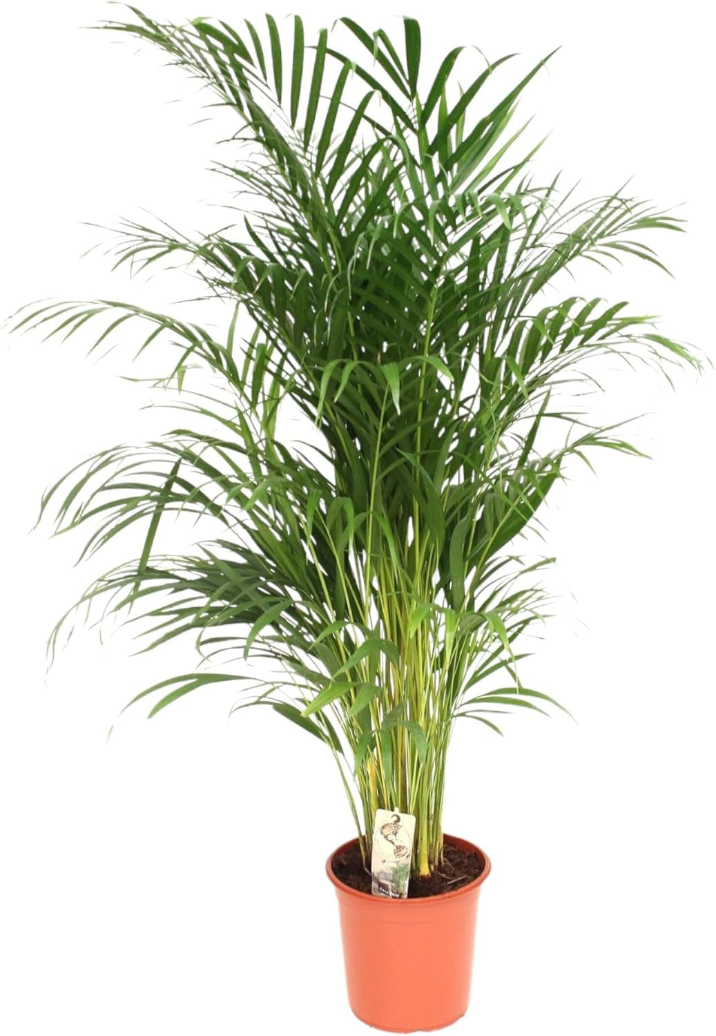 Trendyplants - Areca Palme - Goldpalme - Zimmerpflanze - Höhe 150-170 Cm - Topfgröße Ø24Cm