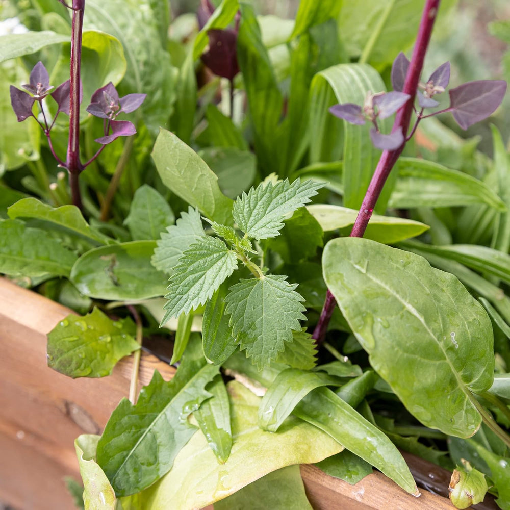 Wildkräuter Samen : Bunte Premium Kräuter Samen Mischung mit Löwenzahn Samen, Sauerampfer, Spitzwegerich uvm – Unkraut Samen Mix für Garten, Balkon – Kräuter Pflanzen Saatgut alte Sorten von OwnGrown