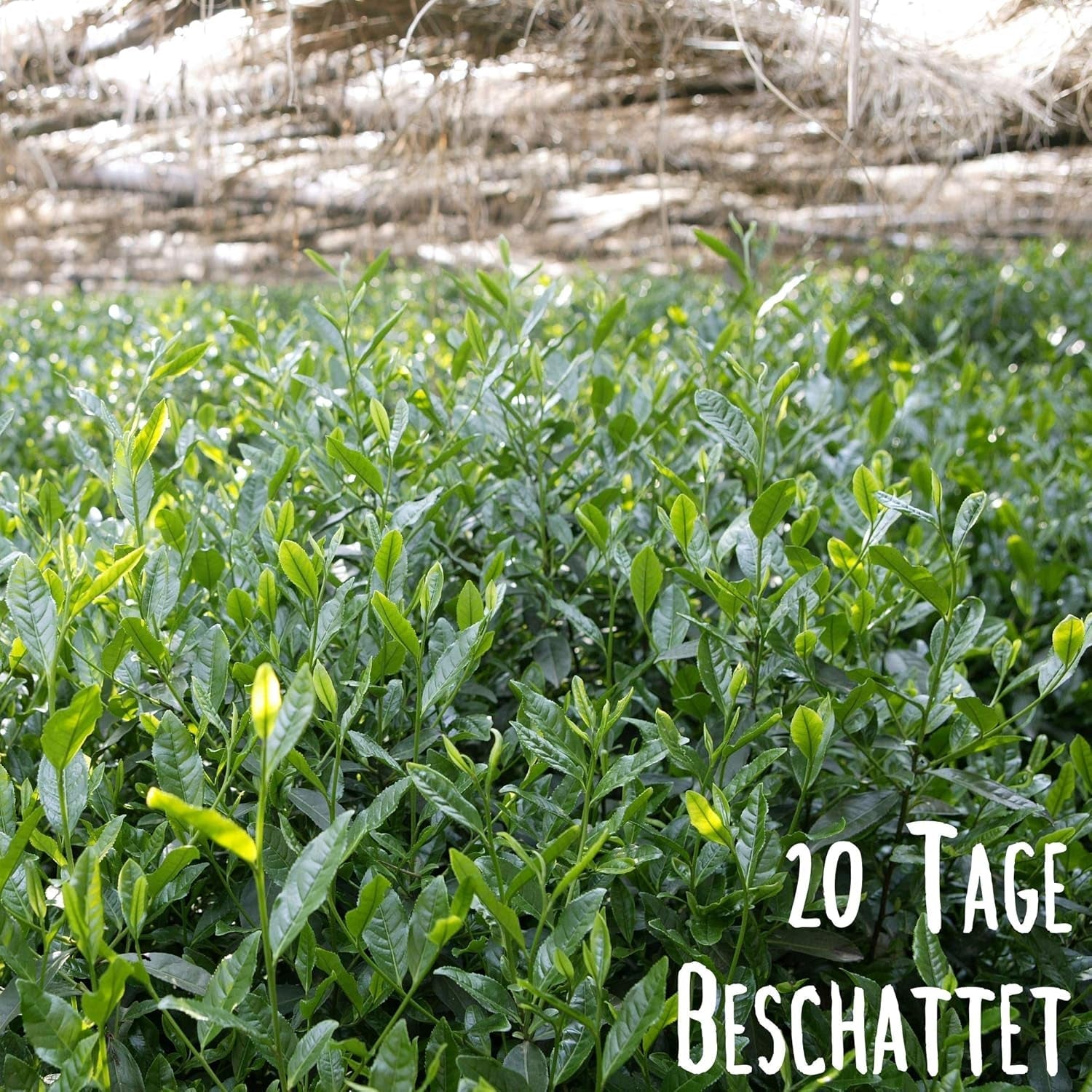 KLUIZ Gyokuro Tokiwa bio - Première récolte cueillie à la main - Thé vert japonais I 100 grammes I Thé vert bio