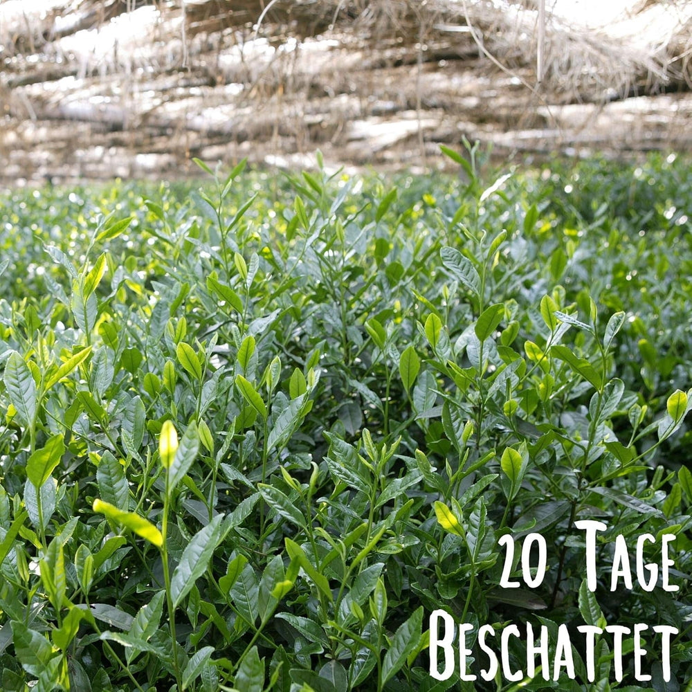 KLUIZ Gyokuro Tokiwa bio - Première récolte cueillie à la main - Thé vert japonais I 100 grammes I Thé vert bio