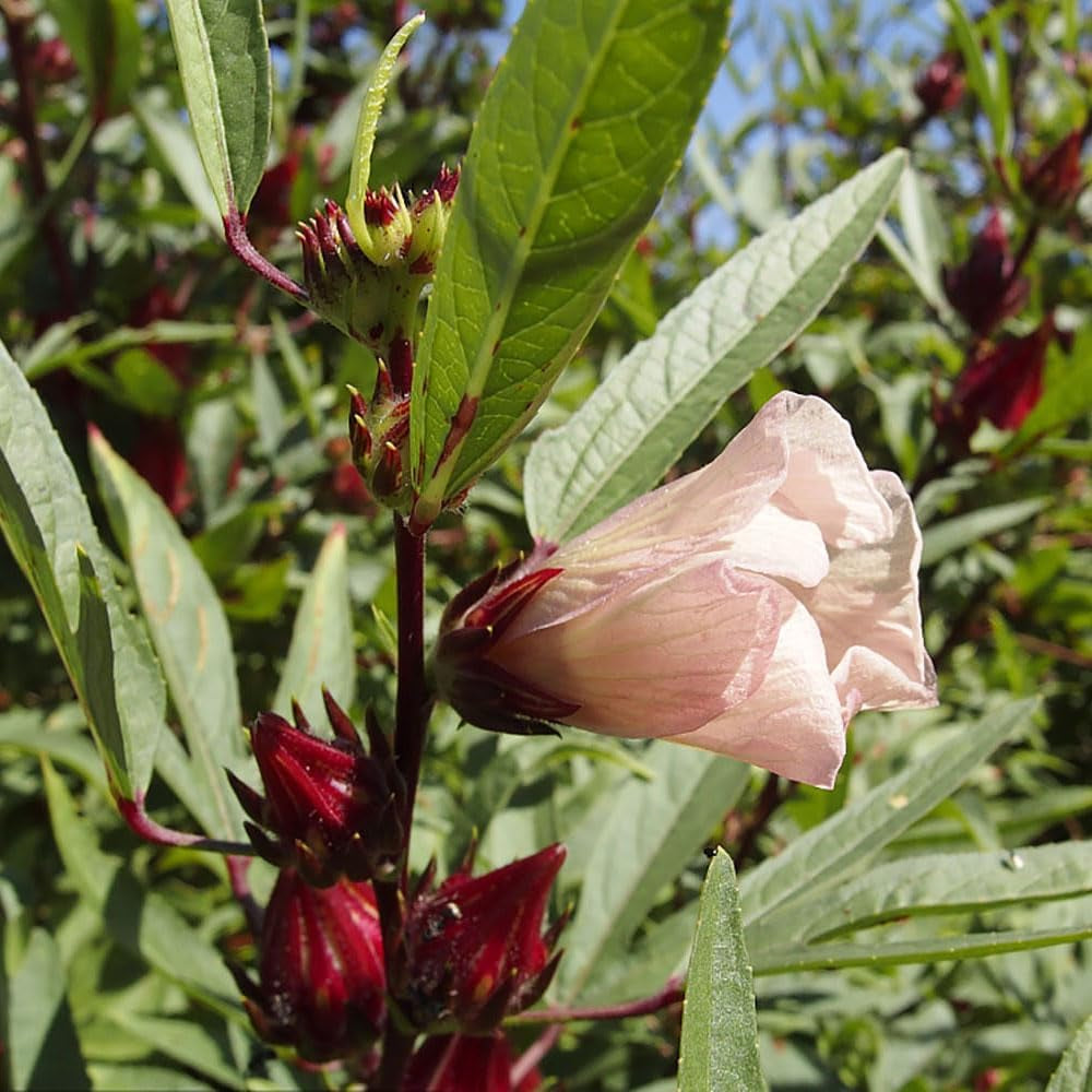 Hibiscus Sabdariffa Bio Schnell Wachsende Sträucher Hecken Immergrüne Sträucher Winterhart Blühend Blumenwiese Für Sonnige Plätze Hochbeet Küchenkräuter Balkonpflanzen 60Samen