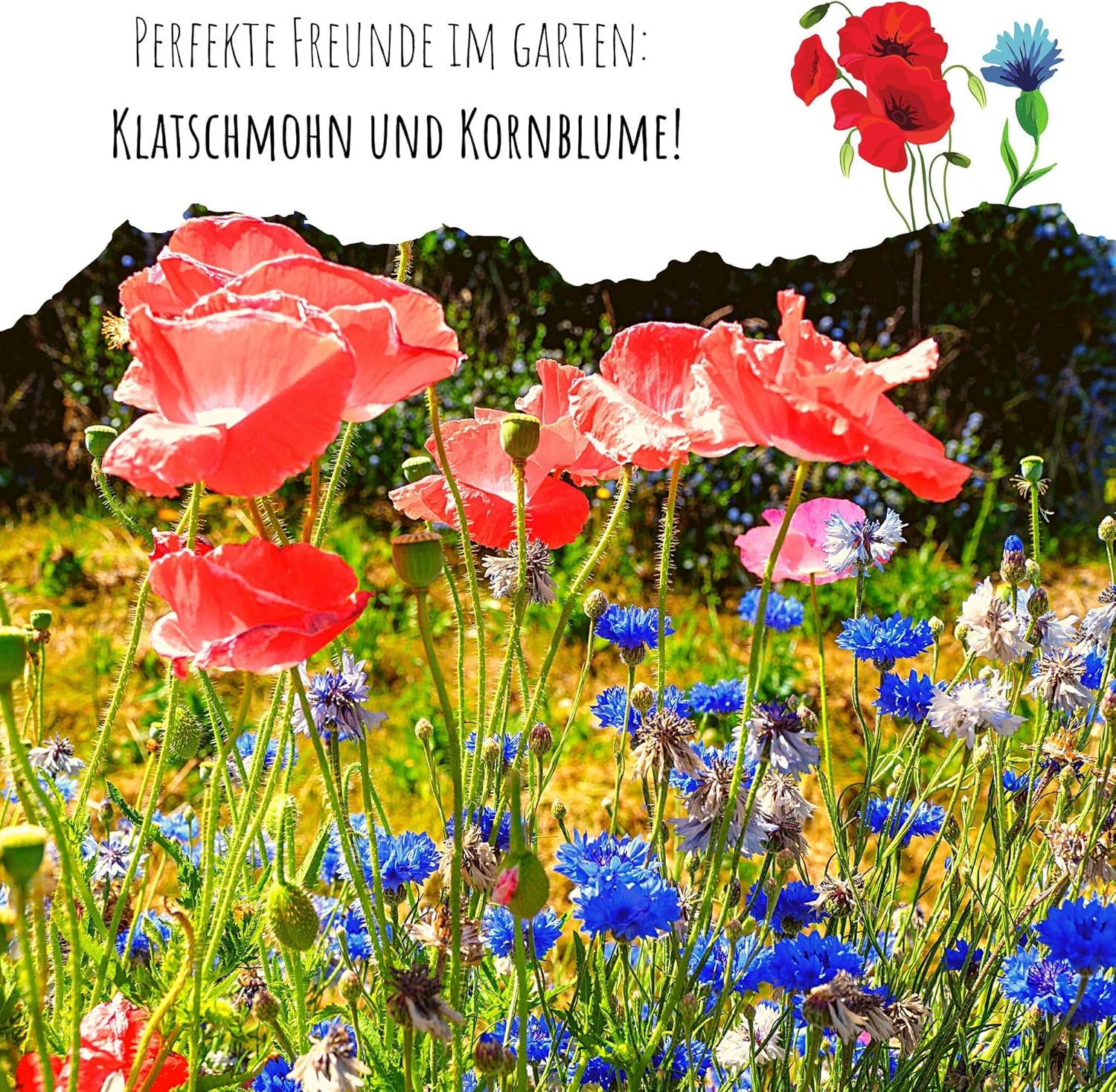 Kornblumen Samen (Centaurea Cyanus) - Wunderschön Leuchtende Blumen Mit Langer Blütezeit Für Eine Bunte Blumenwiese (Rot, 1000 Korn, 80 Cm)
