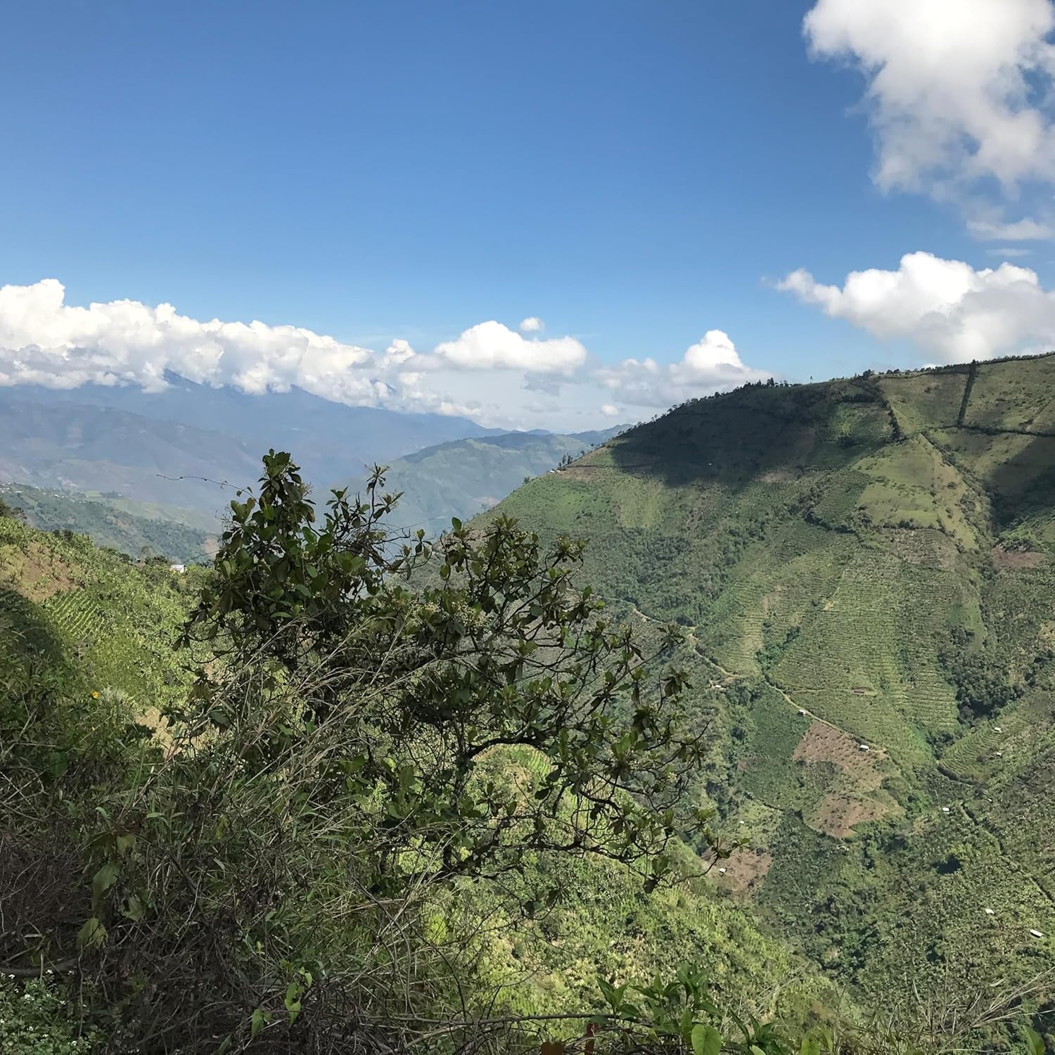 Café de spécialité Colombie, 1 kg, grains de café de spécialité, fraîchement torréfiés, pour expresso et Italie, producteur Gomez-Pinwand