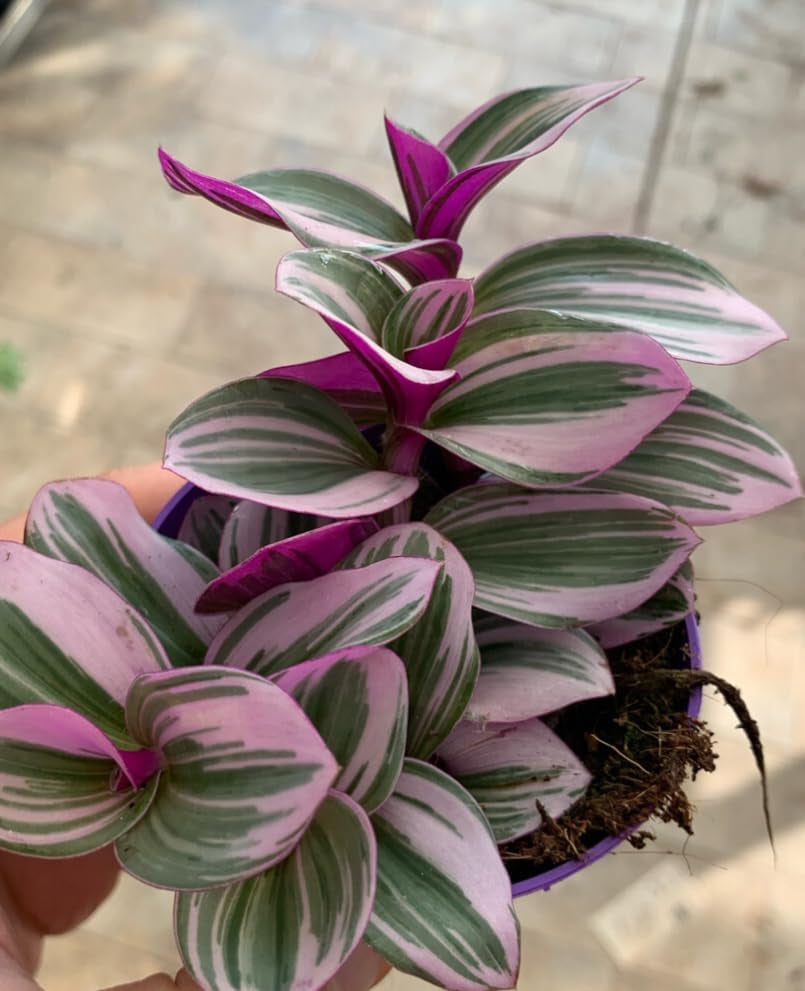 Tradescantia 'Nanouk' Pflegeleichte Zimmerpflanze Mit 9 Cm Topf, Rosa