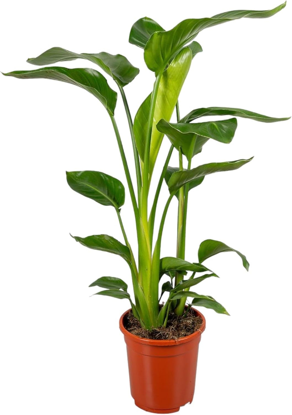 Trendyplants - Strelitzia Nicolai - Paradiesvogelblume - Zimmerpflanze - Höhe 160-180 Cm - Topfgröße Ø24Cm