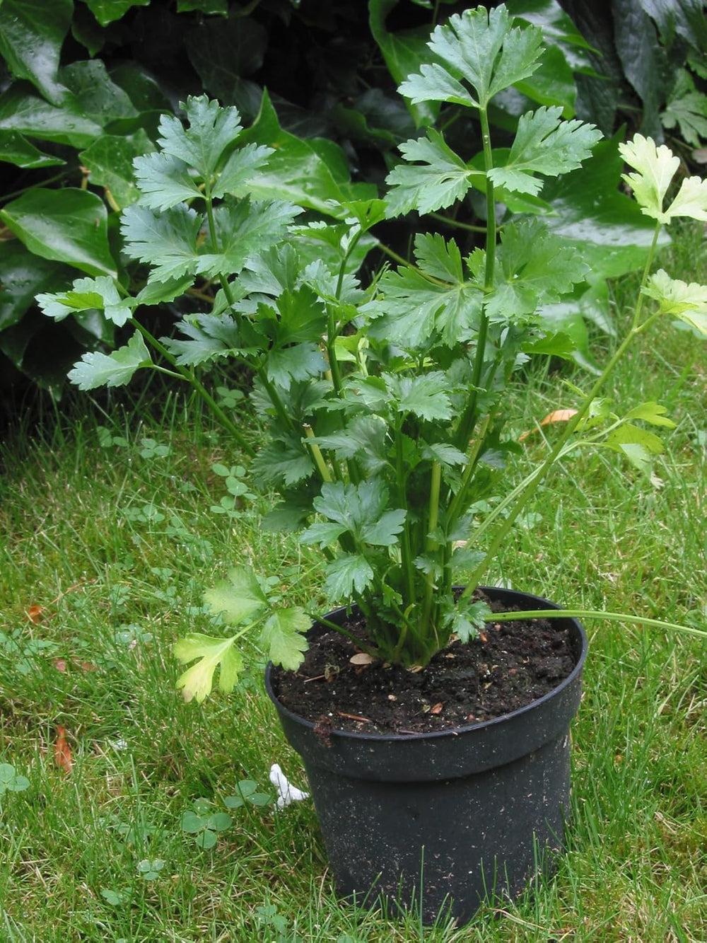 50 Selleriesamen (Apium Graveolens)