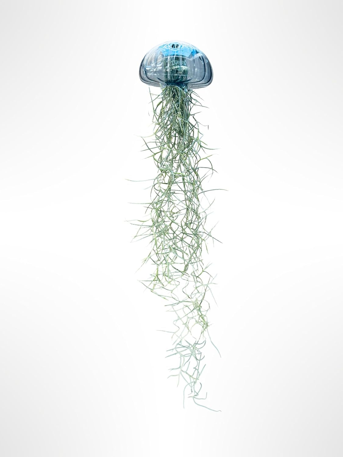 Tillandsien Pflanze - Luftpflanze Echt - Air Plants - Tilldandsia - 1 X Quallenpflanze Mit Seeigel Aus Blauem Glas - Bromeliengewächs - Spanisches Moos - Luftpflanzen Halterung - Trendyairplants