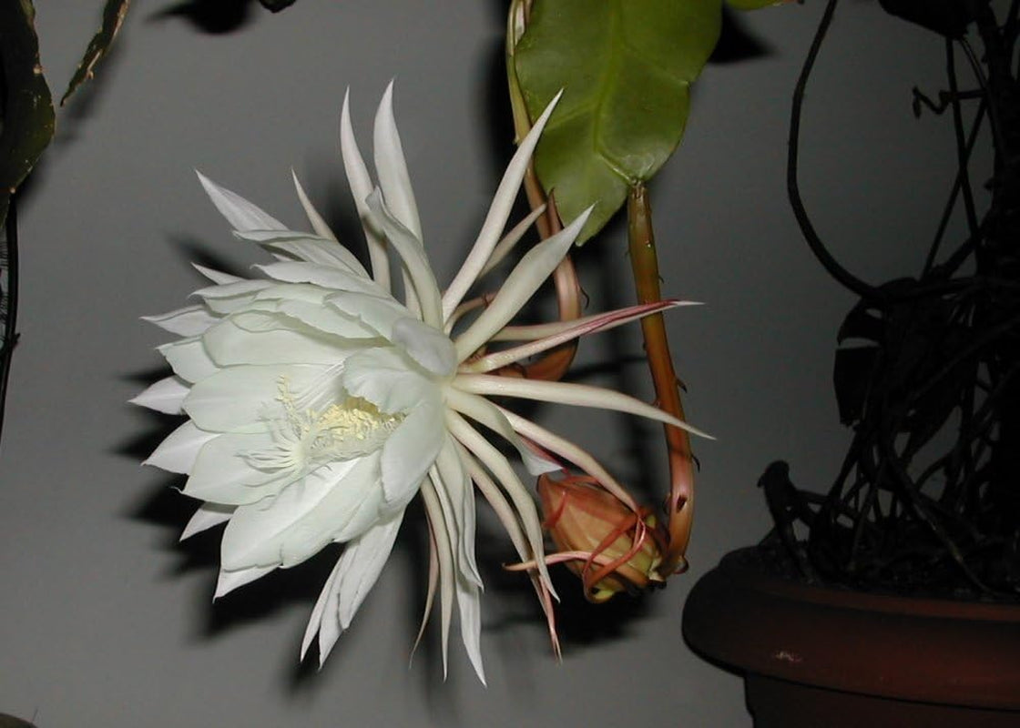 SAFLAX - Kakteen - Königin Der Nacht - 40 Samen - Selenicerus Grandiflorus