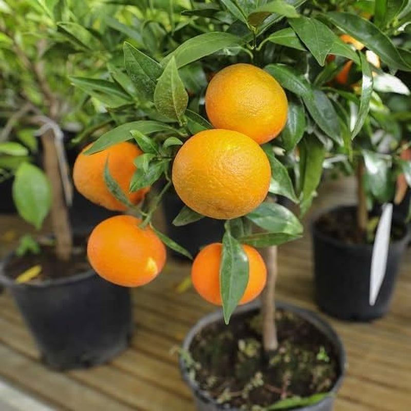 Clementine Zitrusfrüchte - Citrus Clementina - Obstpflanze Auf Blumentopf 22 - Baum Max 70 Cm - Anbau Italien