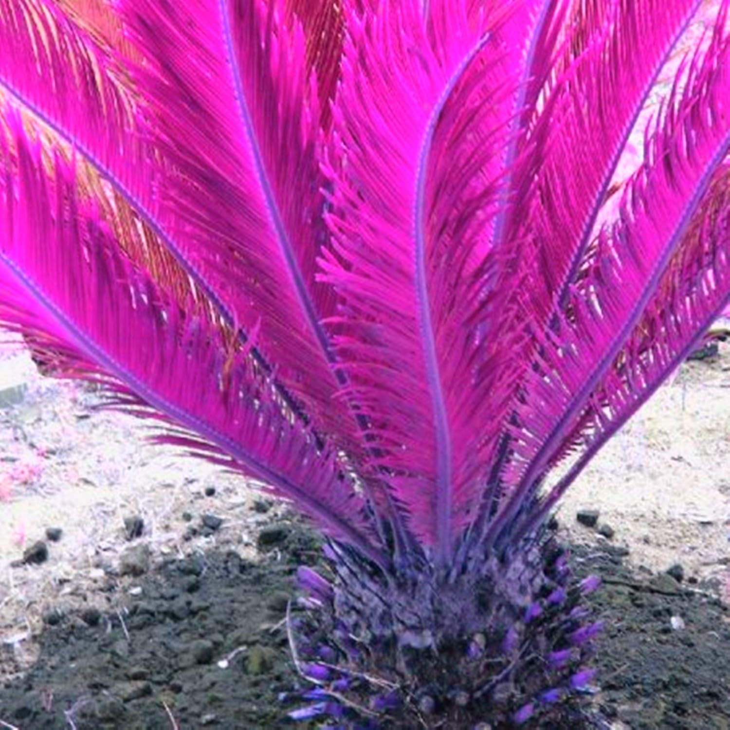 Mélange de bulbes de fleurs, ampoule magique mystère, plantation rustique, bulbe de fleurs vivaces résistant à l’hiver, bulbes rustiques - 3 bulbes d’orchidées