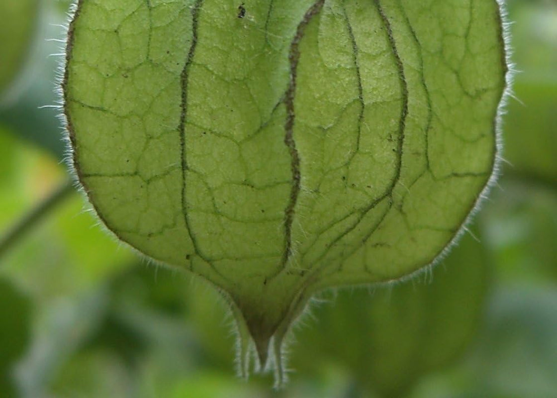 SAFLAX - Kapstachelbeere/Andenbeere - 100 Samen - Physalis Peruviana