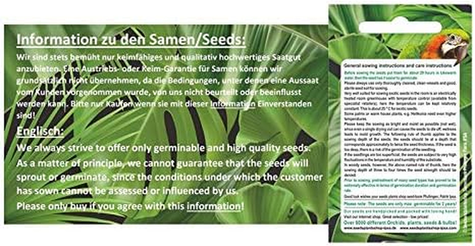 Stk - 20X Acacia Senegal Akazie Gummiarabikum Baum Pflanzen - Samen ID51 -