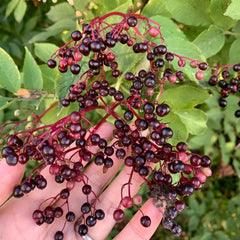 Holunder, Garten Sträucher Winterhart Grünpflanzen Bio Winterhart 100Samen