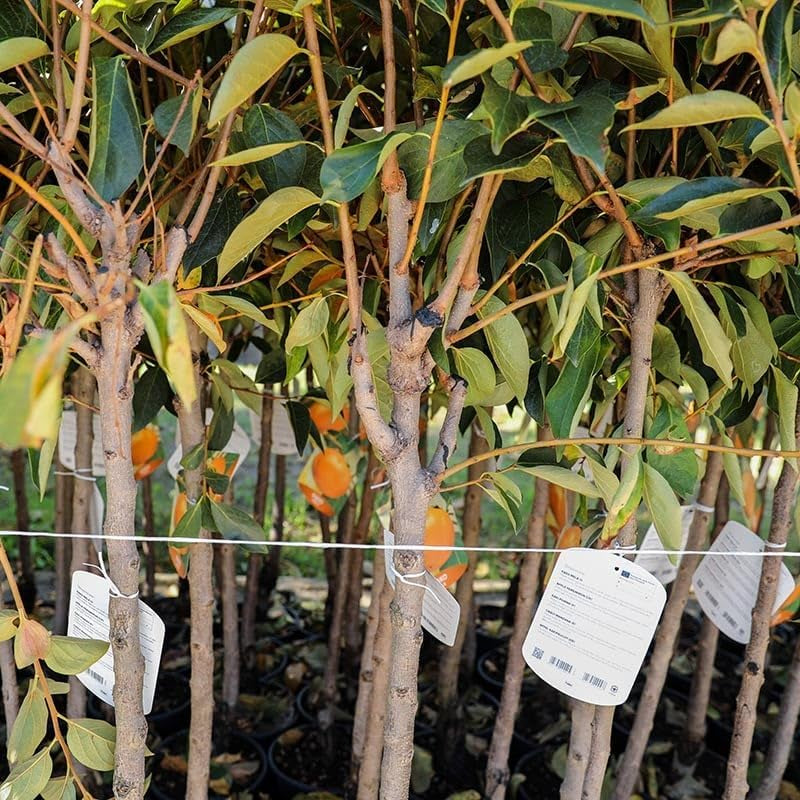 Kakibaum Apfel-Kaki Sorte Jiro – Alte Obstsorte – Obstpflanze Im Topf Ø 26 Cm – Höhe Ca. 160 Cm – 4 Jahre Alt – Italienische Baumschule