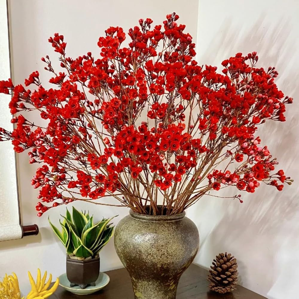 Chamelaucium Uncinatum Hecken Sträucher Winterhart Blühend Ausgefallene Geschenke Minigarten Für Sonnige Plätze Exotische Bio Grünpflanzen Garten Baumsamen Bonsai Zimmerpflanze 25Samen