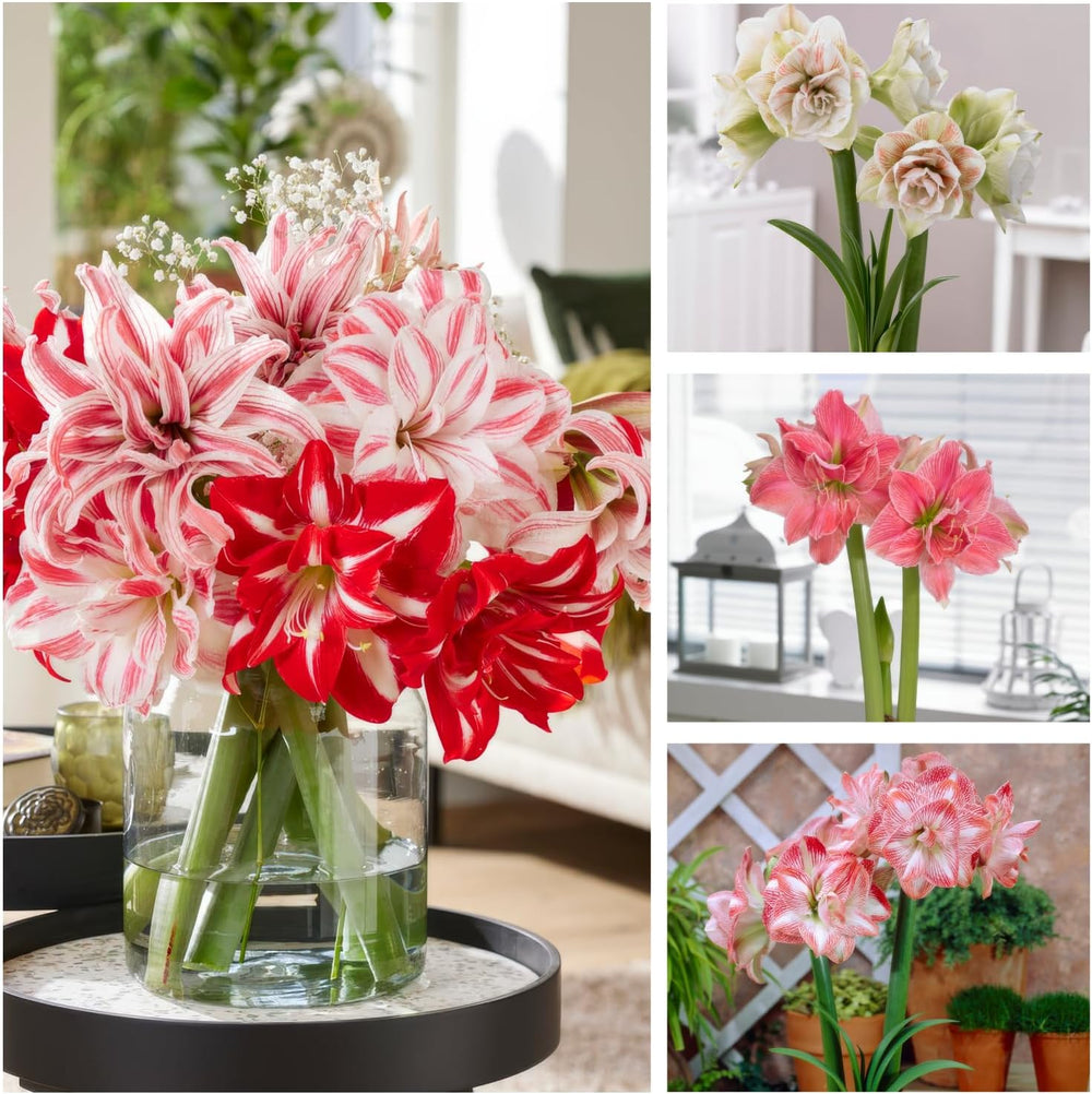 Bulbes d'amaryllis, double collection (3 grands bulbes 26/30), bulbes d'hippeastrum rustiques, parfaits pour l'intérieur et les pots, plantes exclusives des Pays-Bas (sans pépins, sans cire)