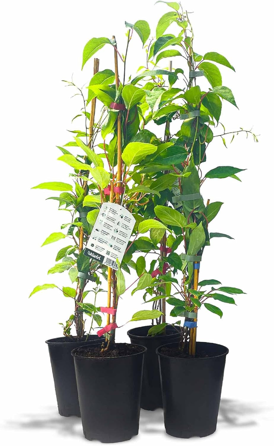 Kiwiri'S Kiwibeeren Quartett - 4 Kiwipflanzen (Actinidia Arguta) - Mini Kiwi - Sortengarantie Direkt Vom Züchter