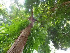 5 Samen Mahagoni Baum Swietenia Macrophylla Echter Mahagoni