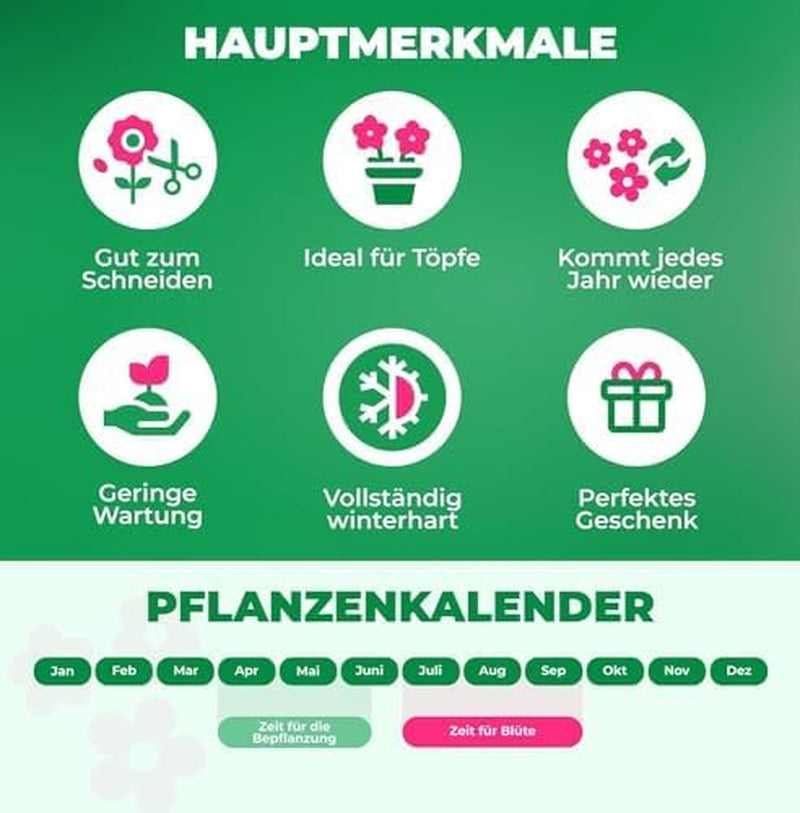 Calla Bulbs Hardy Vivace – Zantedeschia Orange Passion (Orange) – 5 grands bulbes de fleurs – Véritables plantes hollandaises – Pour jardin et pots (pas de graines, non artificielles)