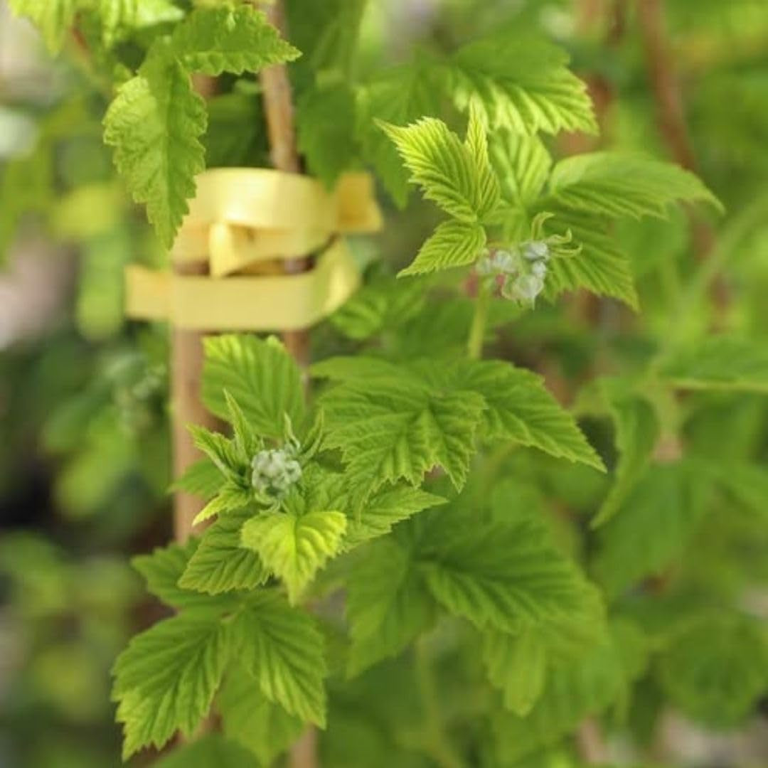 Himbeerbaum Himbeeren Gelbe Himbeeren Biferi - - Obstpflanze Antik Auf Blumentopf 17 - Baum Max 180 Cm – Anbau Italien