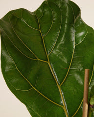 Ficus Lyrata (Feigen) - Zimmerpflanzen, Pflanzen Echt, Nachhaltige Verpackung Geigen-Feige- 21Cm Topf - Höhe 110Cm - Direkt Von Der Gärtnerei