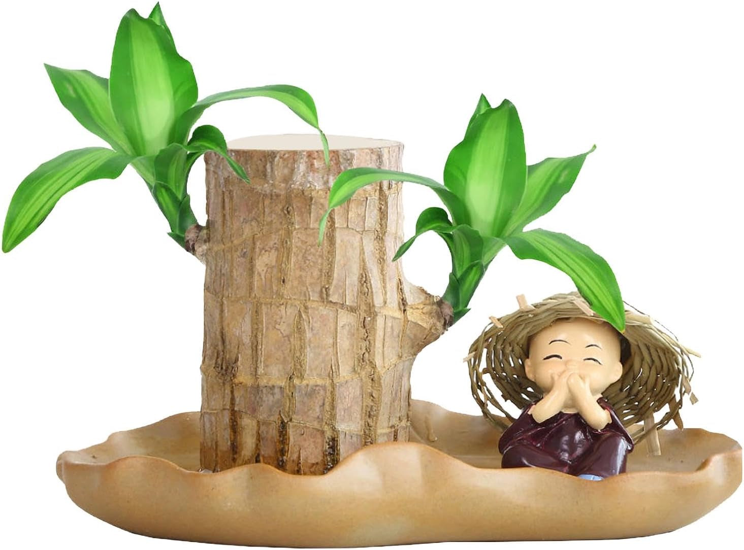Brasilianische Holzpflanze, Lucky Bamboos-Pflanzen Für Den Innenbereich, Hydroponischer Lucky Bamboos-Topf Mit Keramikschale Zur Reinigung Der Raumluft, Brasilianische Lucky Wood-Pflanze