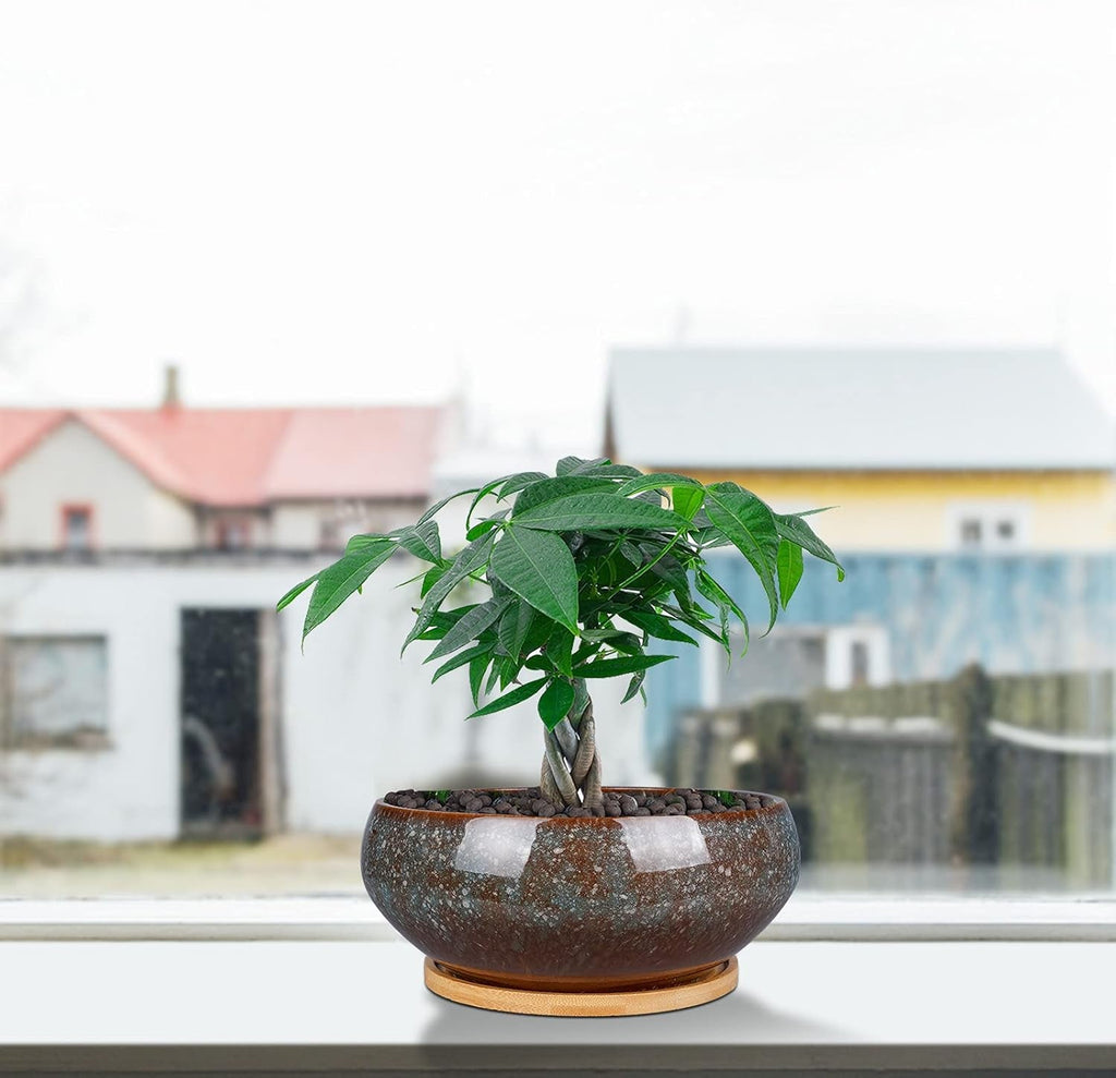 Ghiveci ceramic pentru bonsai, glazurat, puțin adânc, pentru plante suculente, cu orificiu de drenaj și farfurie din bambus pentru plante de apartament, 20,3 cm, maro
