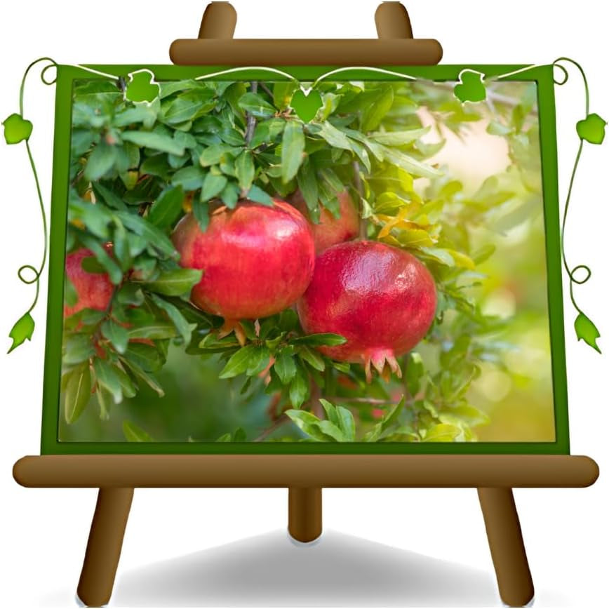 Granatapfel Junger Baum - Pferdezahn - Obstpflanzen Antik Auf Blumentopf Einer Vase Von 20 - Baum Max 170 Cm – 2 Jahre Anbau Italien