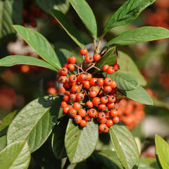 Teppichmispel, Herbstblumen Winterhart Bodendecker Cotoneaster Dammeri, Für Sonnige Plätze Schnell Wachsende Sträucher Blumensamen Bio Bodendecker 20Samen