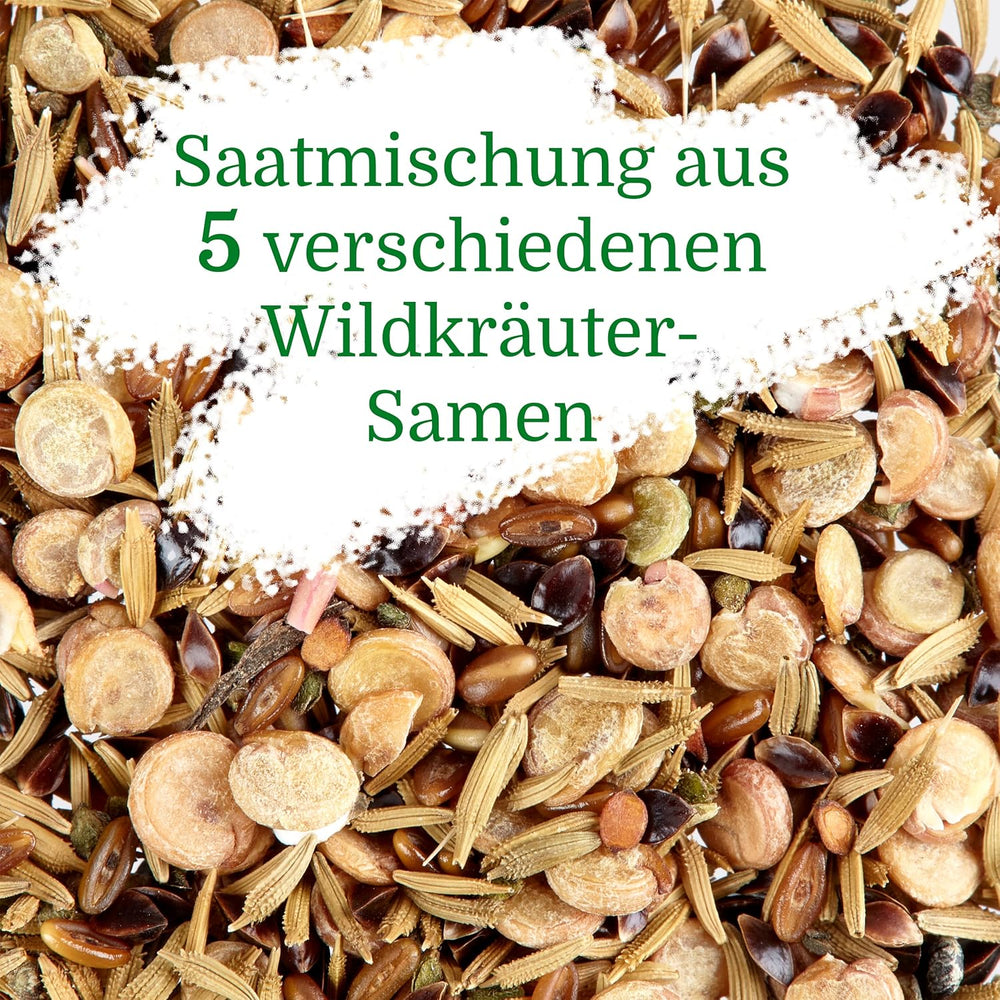 Wildkräuter Samen : Bunte Premium Kräuter Samen Mischung mit Löwenzahn Samen, Sauerampfer, Spitzwegerich uvm – Unkraut Samen Mix für Garten, Balkon – Kräuter Pflanzen Saatgut alte Sorten von OwnGrown