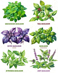 Graines de basilic biologiques dans un ensemble de 6 - 6 graines de basilic pour une culture facile dans le jardin, le balcon ou le parterre surélevé - Graines de plantes - Semis
