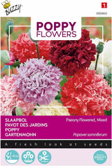 Fleurs de pavot Buzzy Mac Paeoniflorum Gef. Mélanger.