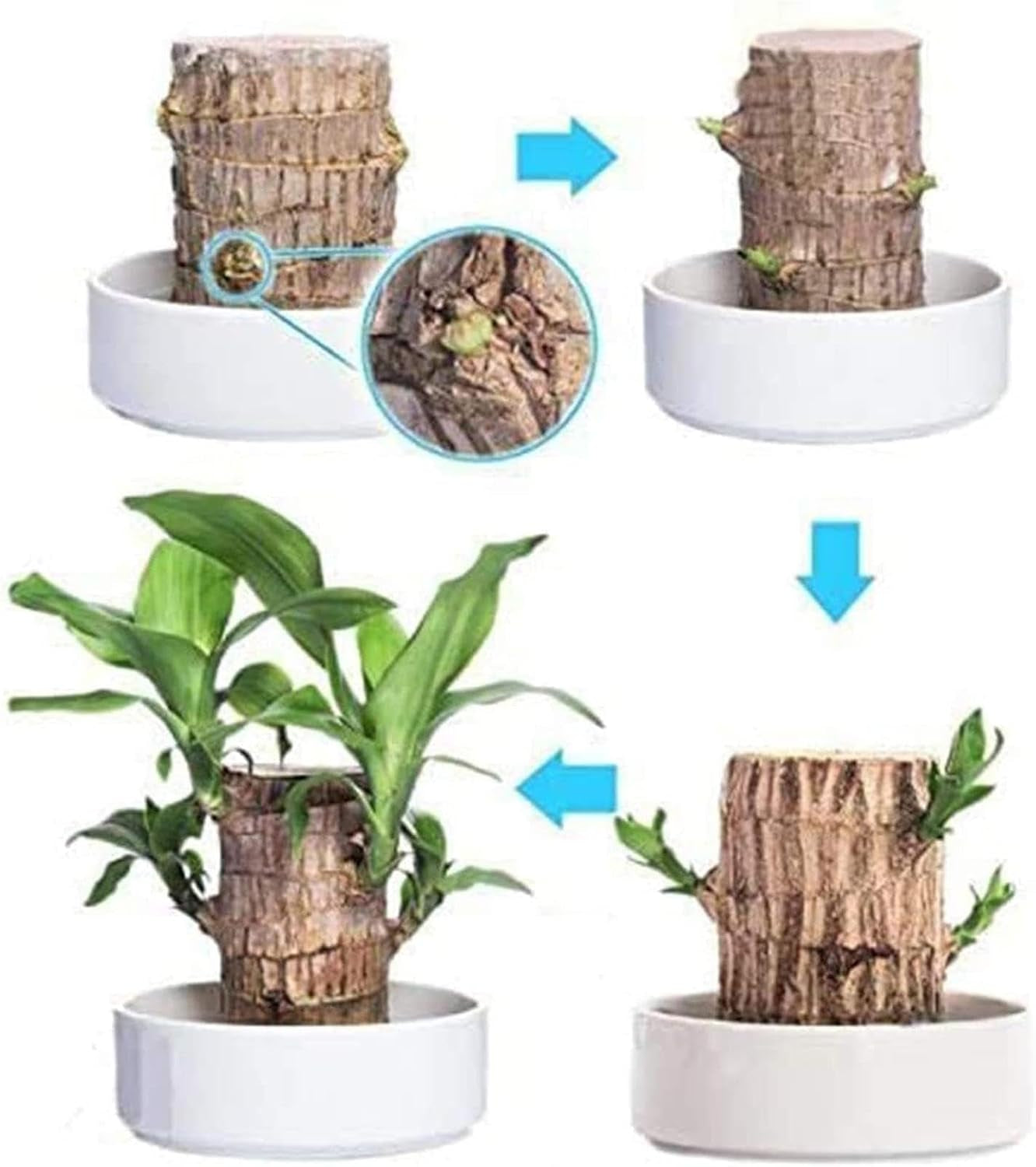 Brasilianische Holzpflanze, Lucky Bamboos-Pflanzen Für Den Innenbereich, Hydroponischer Lucky Bamboos-Topf Mit Keramikschale Zur Reinigung Der Raumluft, Brasilianische Lucky Wood-Pflanze