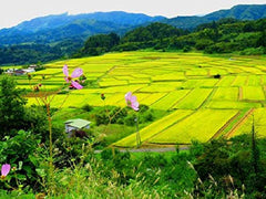 Riz à sushi AKAFUJI, Akitakomachi, 5000 g